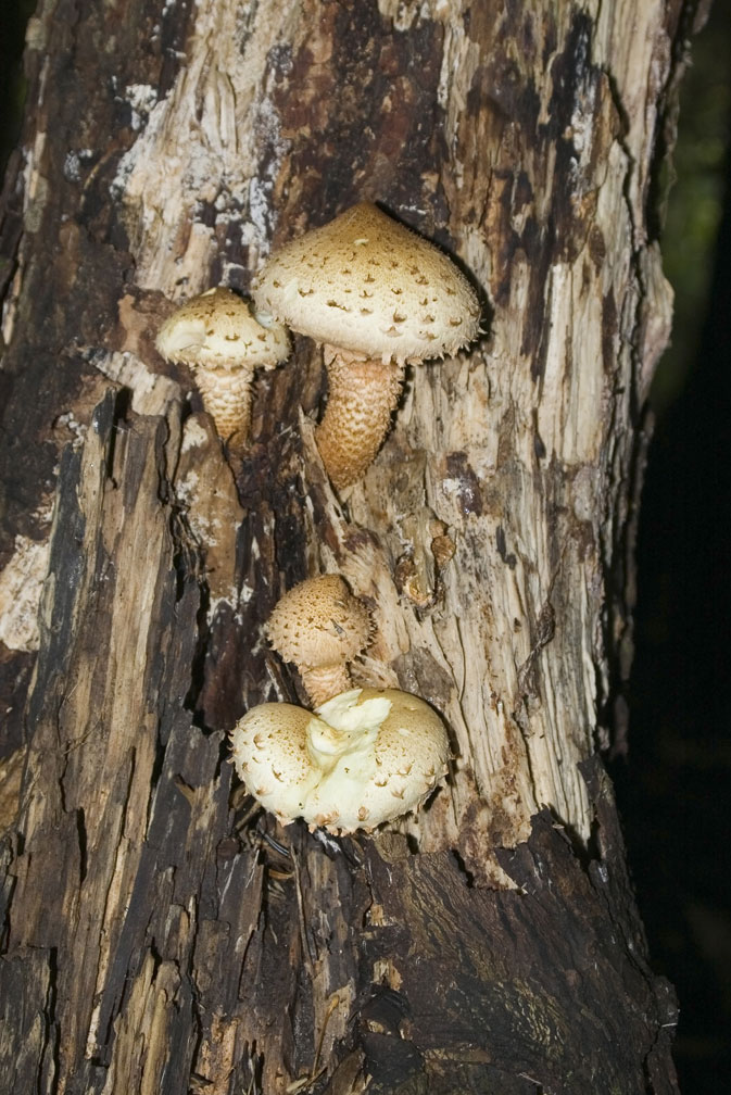 Fungo lignicolo